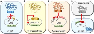 Crosstalk Between Type VI Secretion System and Mobile Genetic Elements